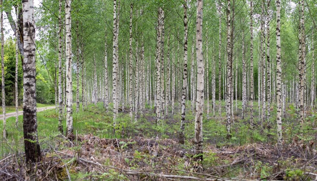 Photo: Johanna Nilsson/Södra