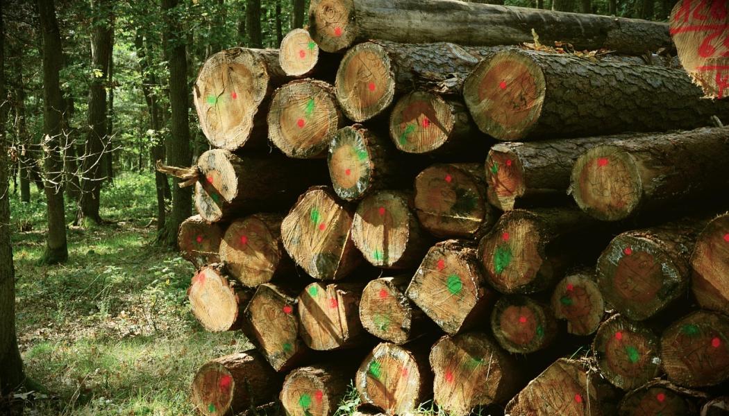 Marked logs in the forest. Symbolic image. Photo: Creative Commons License. Credit: congerdesign.