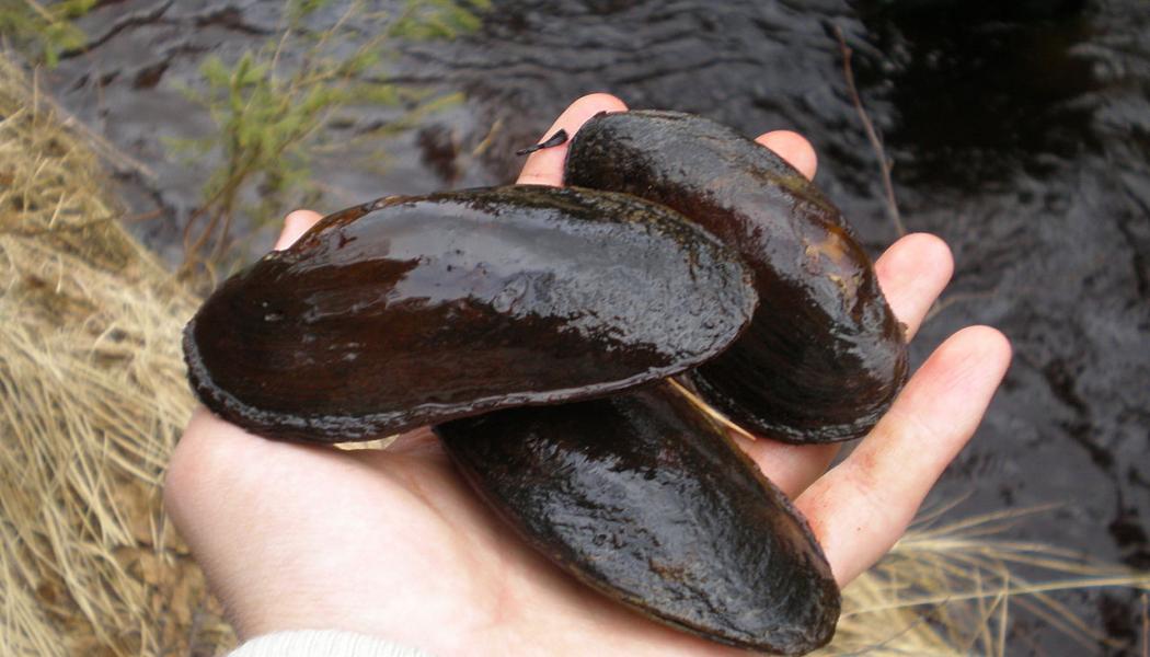 The freshwater pearl mussel (Margaritifera margaritifera) is an endangered species of freshwater mussel. Many of these were found dead in Hukkajoki. Photo: MrKimm/Wikimedia Commons