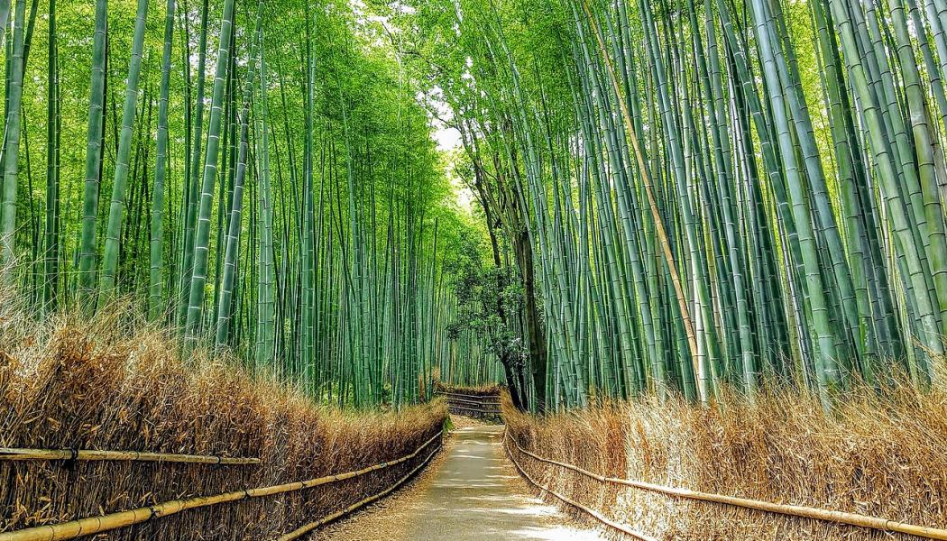 Bamboo forest in Japan. The geographic distribution of bamboo plants is limited to specific regions, primarily Asia, Africa, and South America, due to the favorable climatic conditions required for its growth. Photo: Naokijp/Wikimeida Commons 