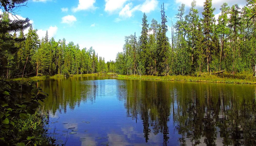Caption: Symbolic image of a lakeside forest. Photo: Creative Commons Lic. (Pixabay) Credit: mobinovyc