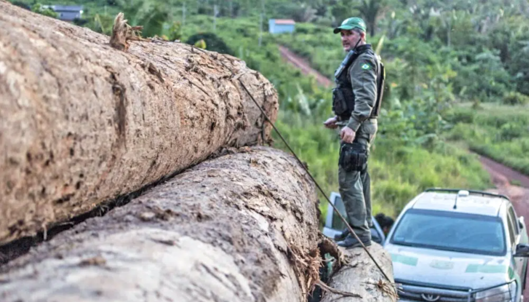Environmental agents are analysing satellite imagery and conducting on-site inspections to identify the flow of illegal timber. (Photo: IBAMA via Wikimedia Commons