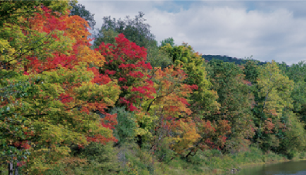Photo: Collins Timber