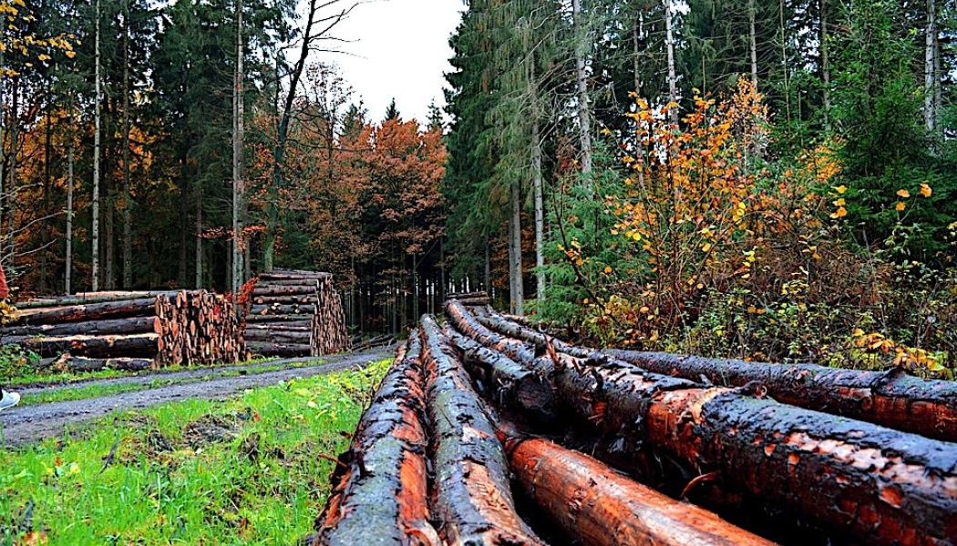 Forest care. Symbolfoto: Creative Commons Lic. Pixabay, kredit: neelam279