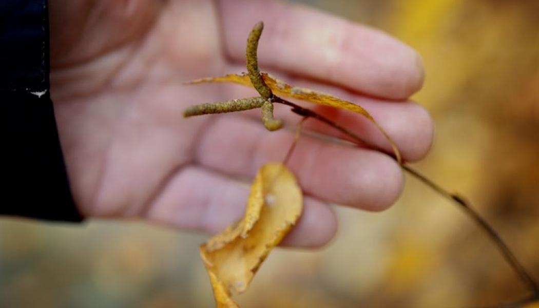 Birch seed by the greenhouse orchard in Falkenberg. Photo: Södra 