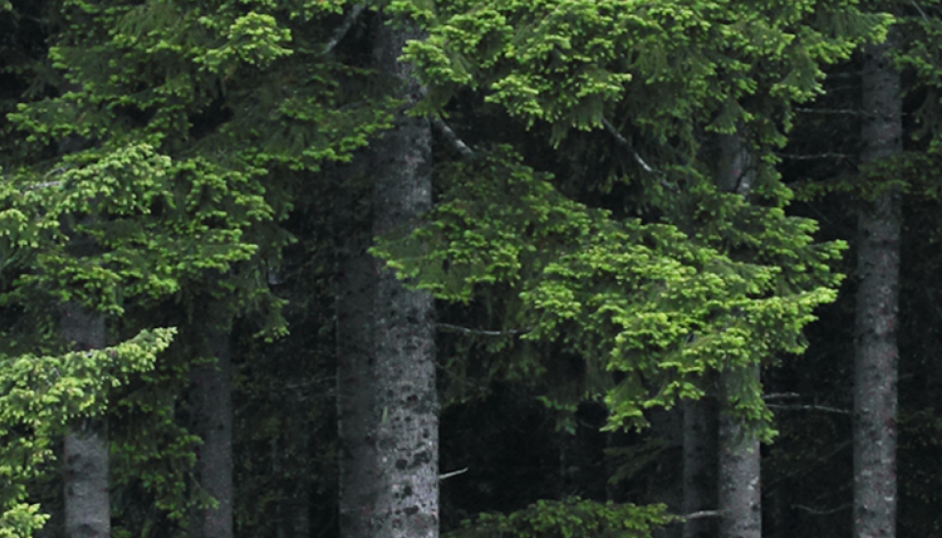 Photo: Weyerhaeuser