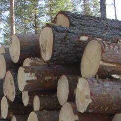 Photo: the Swedish Forest Agency