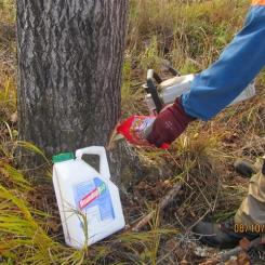 Forest management remains dependent on controversial pesticides. Photo: Metsälehti (The Forest Magazine)