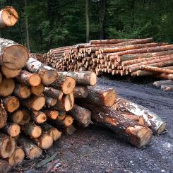 The industry addresses global environmental challenges by producing goods from sustainable, recyclable wood from Finnish forests, thereby mitigating climate change and supporting sustainable consumption. Foto: Creative Commons Lic. (Pixabay) Credit: JerzyGorecki