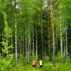 Metsä Group’s decision to create its own certification group centralises procedures within the company but raises questions about market balance, competition and the bargaining power of forest owners. Photo: Metsä Group