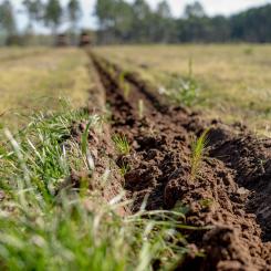 Newly planted loblolly pine seedlings. Photo: PRNewsfoto/American Forest Foundation