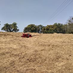 Sugarcane bagasse. Photo: Salim_Khandoker/Wikimedia Commons