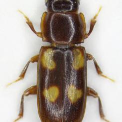 Photo: Roger Mugerwa Pettersson