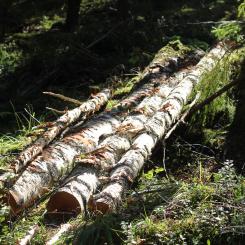 Forests should not be used to offset emissions in “difficult-to-decarbonise” sectors, CEPI stresses.