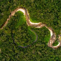 The program aims to connect cutting-edge science with local and traditional knowledge to develop solutions that generate economic value while preserving the rainforest and supporting communities across the Amazon. Photo: Idesam