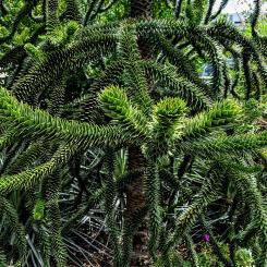 A monkey puzzle tree at Salesforce Park, San Francisco. Photo: Dicklyon/Wikimedia Commons