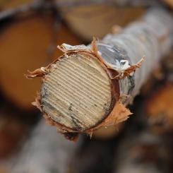 Within the framework of the partnership, cooperation will be developed in the following research areas in particular: regenerative forestry and land use as a way of working that improves the state of nature; chemical analytics in the research of wood-based processes and products; and strategies and business models that support the sustainability transition of the forest sector.