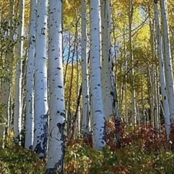 Godfrey Forest Products is to open new particle board plant. Photo by Godfrey