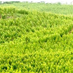 The Indian Paper Manufacturers Association (IPMA) has released new data on paper and paperboard imports. Photo by the IMPA