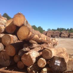 The projects cover the areas of forestry, wood, pulp and chemicals.