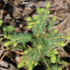Forest owners are encouraged to propose sites for conservation whose permanent protection would benefit forest species by safeguarding their habitats. The conservation decision is influenced by the site’s ecological characteristics, such as species diversity, an environment distinct from typical commercial forests, old-growth trees, or abundant and diverse deadwood.