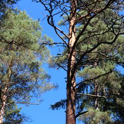 Estimates from the National Forest Inventory data clearly show that the area of tall forests in both Finland and Sweden has increased substantially over the period of 2001-2021.