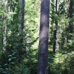 Teaming up 4 Forests invites other industry partners to get in touch and explore becoming a partner in future and helping to define the focus areas for targeted science-business partnership in the forest sector.