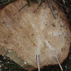 By aligning with FSC standards, Oak Creek Wood Products is reinforcing its commitment to responsible resource use, supporting sustainable practices, and contributing to long-term environmental and social well-being.