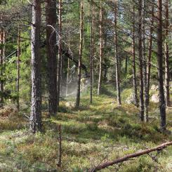 National Metsä Group Forest Days have been organised since 2021 and the aim is to organise 40 Forest Days for 2,500 young people annually in various parts of Finland.