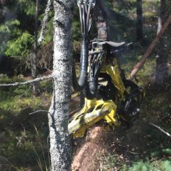The enterprise value of EUR 900 million is in line with the accounting fair value of the divested forest assets. The proceeds from the divestment are expected to reduce Stora Enso’s net debt by EUR 790 million.