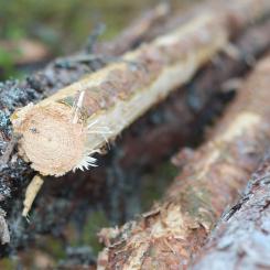 Companies will have one more year to adapt to new EU rules to prevent deforestation, which will ban the sale of products sourced from deforested land in the EU.