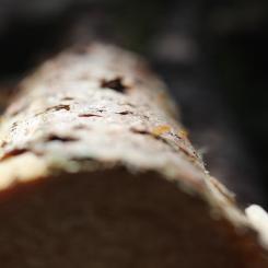 Dr. Tuskan has significantly contributed to advancing genome-based selection in tree breeding. In comparison to traditional breeding, genome-based tree breeding enhances the rate of genetic gain by reducing generation intervals and improving accuracy. This allows for more agile adjustments of tree properties, for instance to increase trees’ tolerance to ongoing changes in the environment, including pests and pathogens.