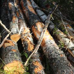 Metsä Forest provides and develops services for the members of Metsä Group’s parent company, Metsäliitto Cooperative. The company procures all the wood used by Metsä Group’s production units.