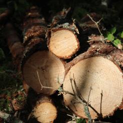 GreenFirst Forest Products is a forest-first business focused on sustainable forest management and lumber production.