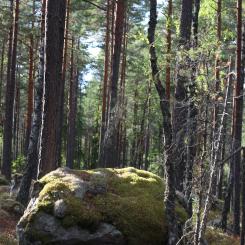 The Swedish FSC standard includes, among other things, detailed requirements on how many trees must be retained after harvesting, how broadleaved trees are to be safeguarded, and how non-native tree species such as lodgepole pine (contorta) may be used.