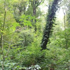 GreenFirst Forest Products is a forest-first business focused on sustainable forest management and lumber production.