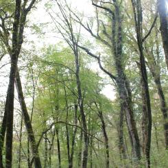 International Paper has restored 1 million acres of ecologically significant forestland.