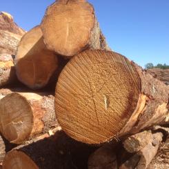 The U.S. Lumber Coalition is an alliance of large and small softwood lumber producers from around the country, joined by their employees and woodland owners, working to address Canada's unfair lumber trade practices.