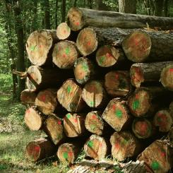 Marked logs in the forest. Symbolic image. Photo: Creative Commons License. Credit: congerdesign.