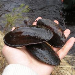 The freshwater pearl mussel (Margaritifera margaritifera) is an endangered species of freshwater mussel. Many of these were found dead in Hukkajoki. Photo: MrKimm/Wikimedia Commons