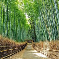 Bamboo forest in Japan. The geographic distribution of bamboo plants is limited to specific regions, primarily Asia, Africa, and South America, due to the favorable climatic conditions required for its growth. Photo: Naokijp/Wikimeida Commons