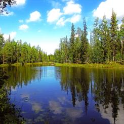 Caption: Symbolic image of a lakeside forest. Photo: Creative Commons Lic. (Pixabay) Credit: mobinovyc