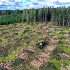 Stumpage revenues are a key component of Finland’s forestry value chain, which directly and indirectly employs around 80,000 people. Photo: Creative Commons Licence. Credit: Reijo Telaranta.