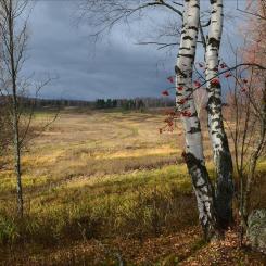 russian_birch_
photo Seleks Club