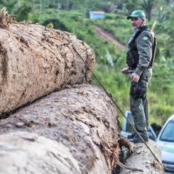 Environmental agents are analysing satellite imagery and conducting on-site inspections to identify the flow of illegal timber. (Photo: IBAMA via Wikimedia Commons