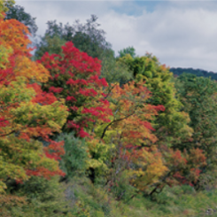Photo: Collins Timber