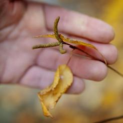 Birch seed by the greenhouse orchard in Falkenberg. Photo: Södra