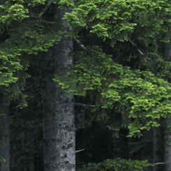 Photo: Weyerhaeuser